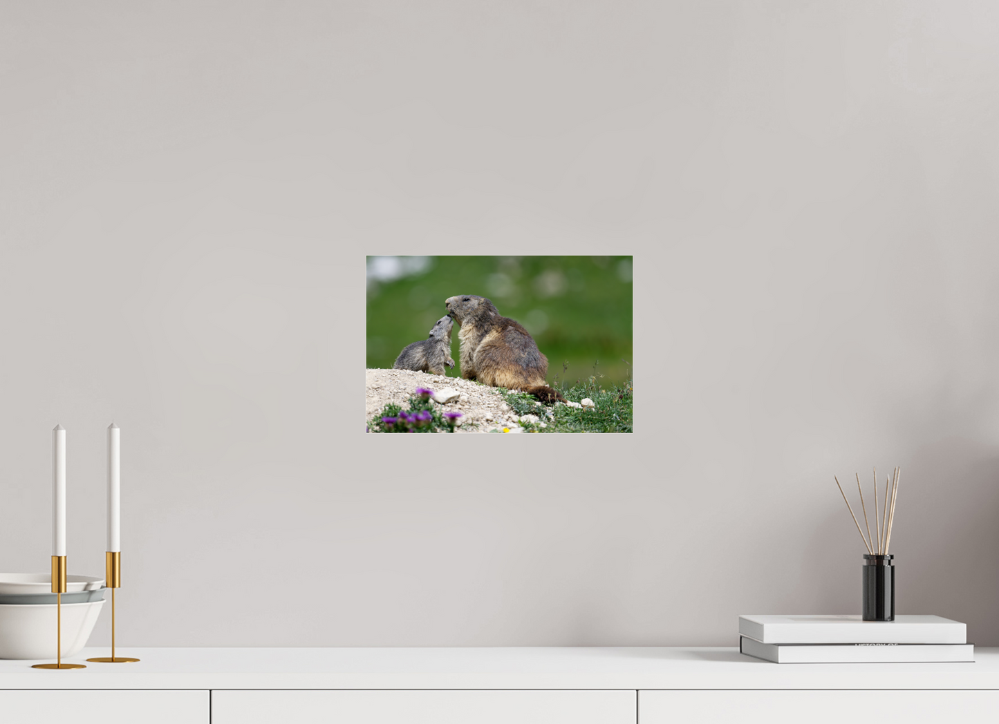 Marmotte / Groundhog