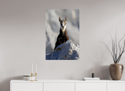 Chamois