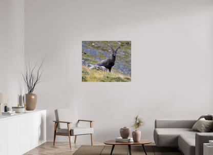 Bouquetin / Ibex