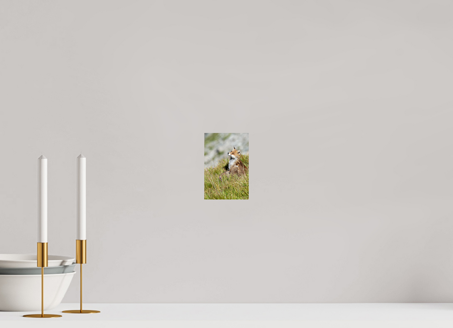 Autres animaux / Other animals