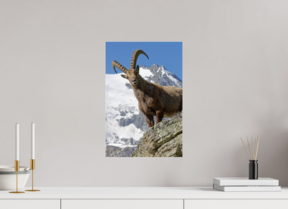 Bouquetin / Ibex