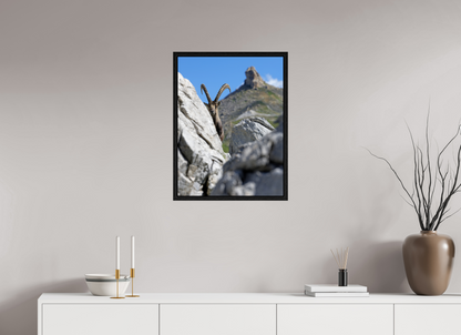 Bouquetin / Ibex