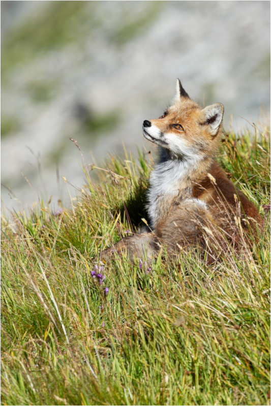 Autres animaux / Other animals