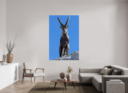 Bouquetin / Ibex