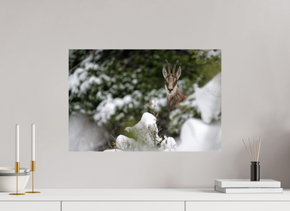 Chamois