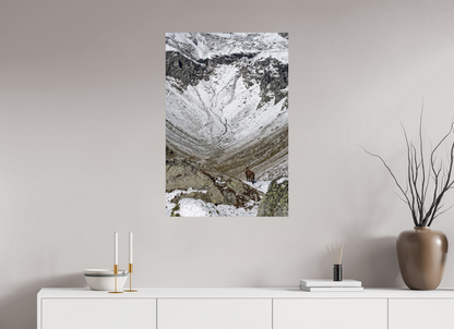 Bouquetin / Ibex