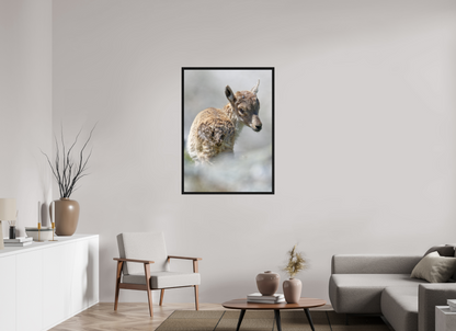 Bouquetin / Ibex