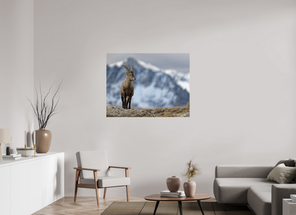 Bouquetin / Ibex