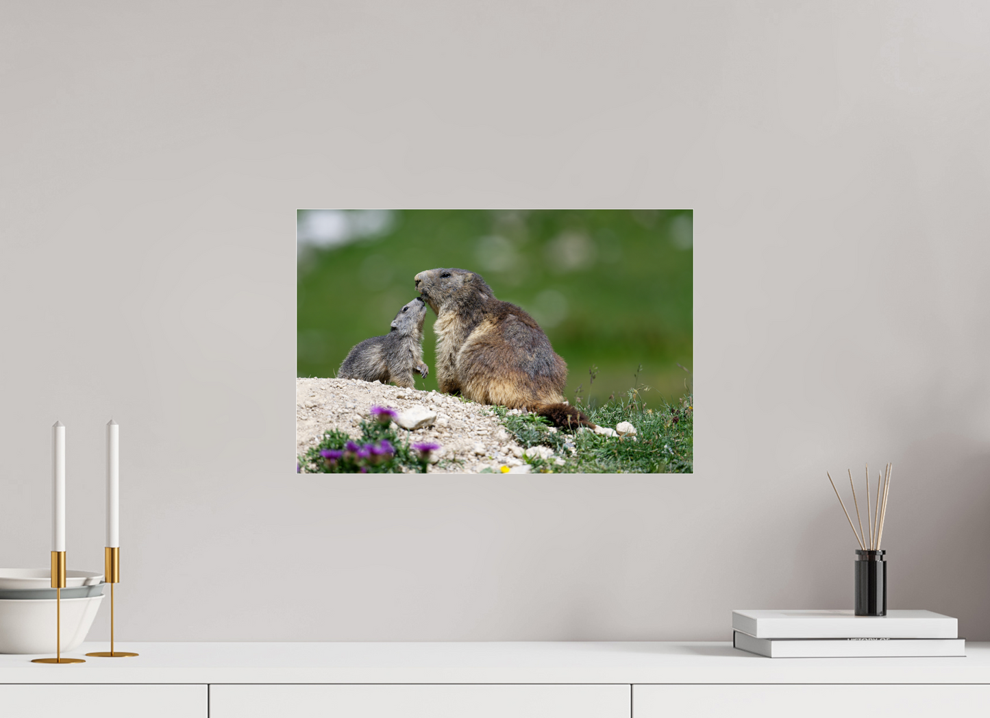 Marmotte / Groundhog