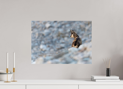 Chamois
