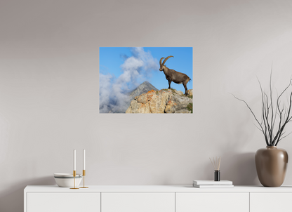 Bouquetin / Ibex