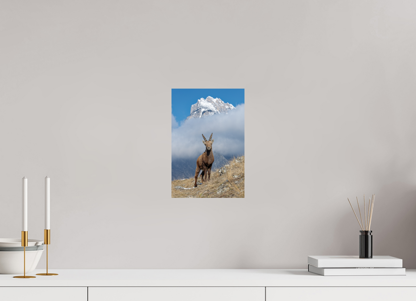 Bouquetin / Ibex