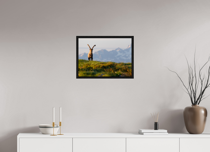 Bouquetin / Ibex