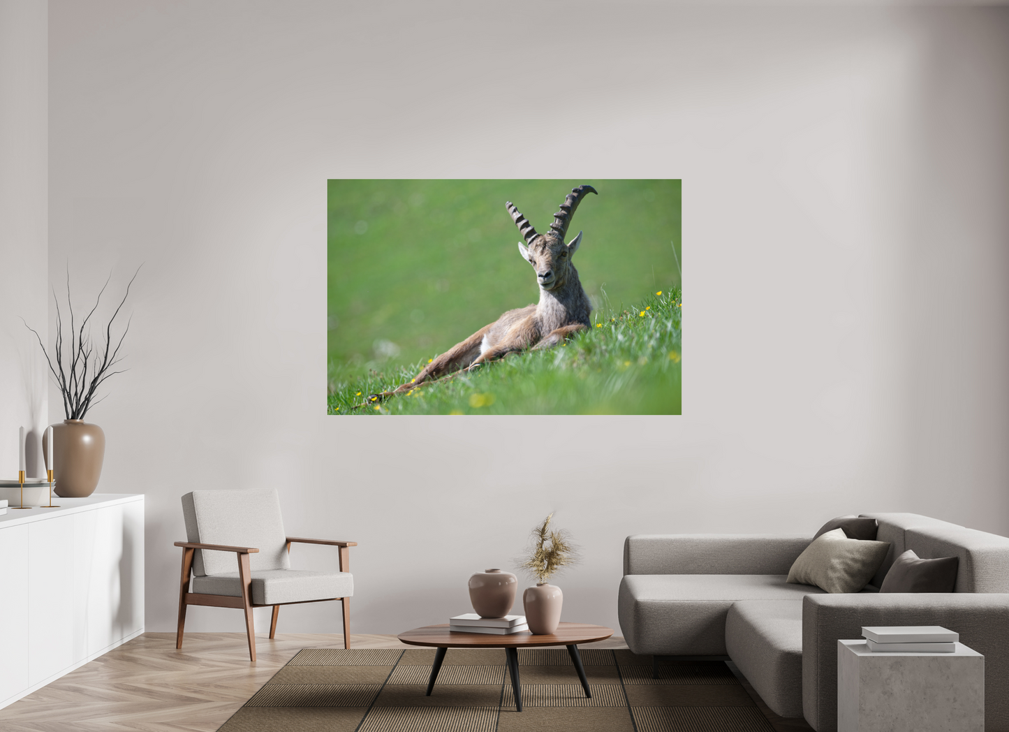 Bouquetin / Ibex