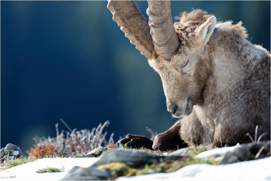 Bouquetin / Ibex