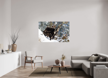 Chamois