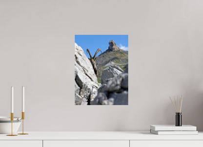 Bouquetin / Ibex