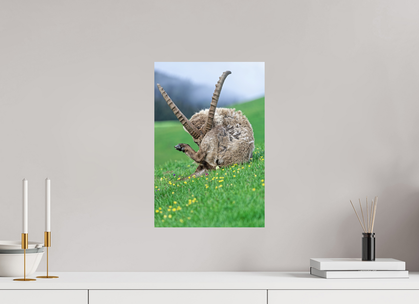 Bouquetin / Ibex