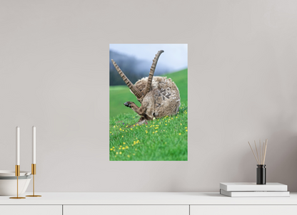 Bouquetin / Ibex