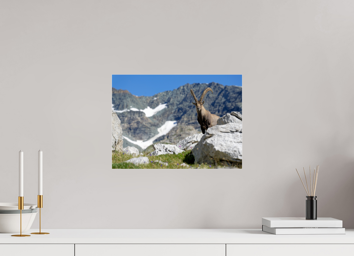 Bouquetin / Ibex