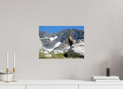 Bouquetin / Ibex