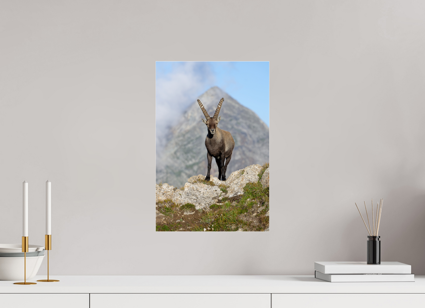 Bouquetin / Ibex