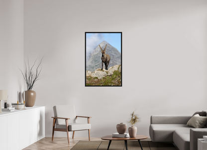 Bouquetin / Ibex