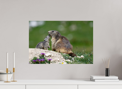Marmotte / Groundhog