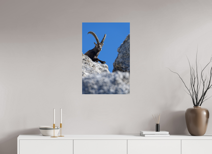 Bouquetin / Ibex