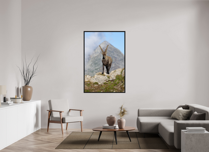 Bouquetin / Ibex