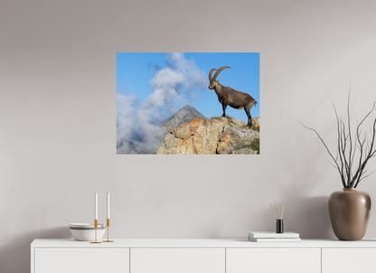 Bouquetin / Ibex