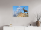 Bouquetin / Ibex
