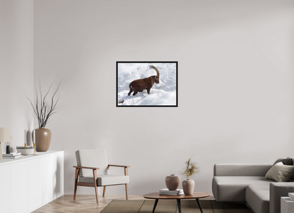 Bouquetin / Ibex