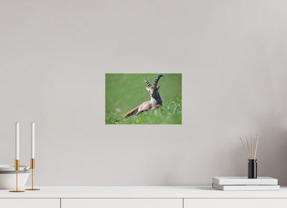 Bouquetin / Ibex