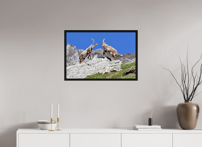 Bouquetin / Ibex