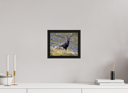 Bouquetin / Ibex