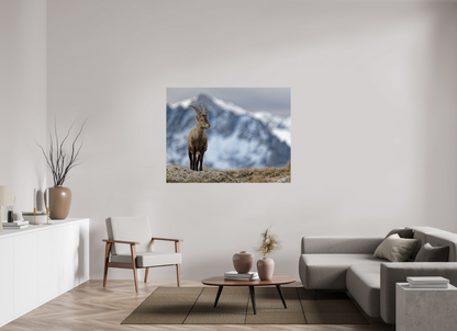 Bouquetin / Ibex