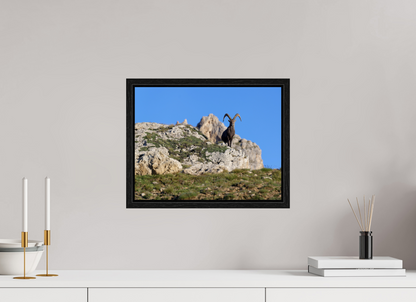Bouquetin / Ibex