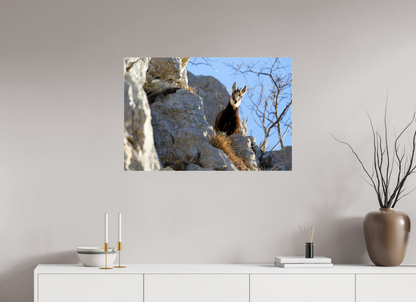 Chamois