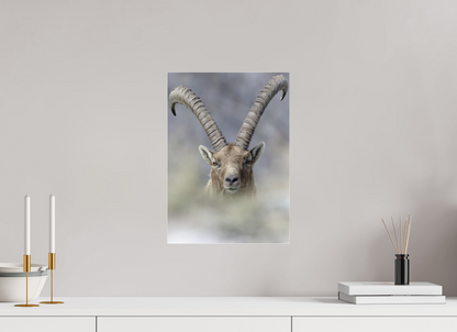 Bouquetin / Ibex