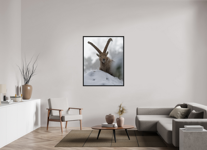 Bouquetin / Ibex