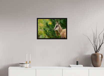 Chamois
