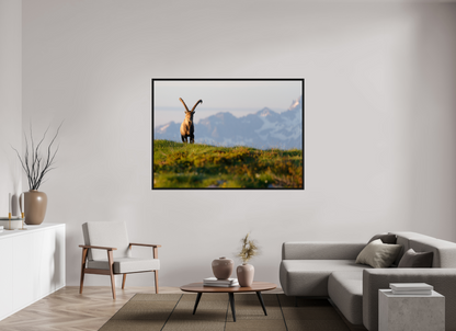 Bouquetin / Ibex