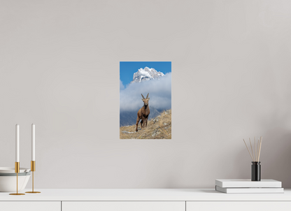 Bouquetin / Ibex