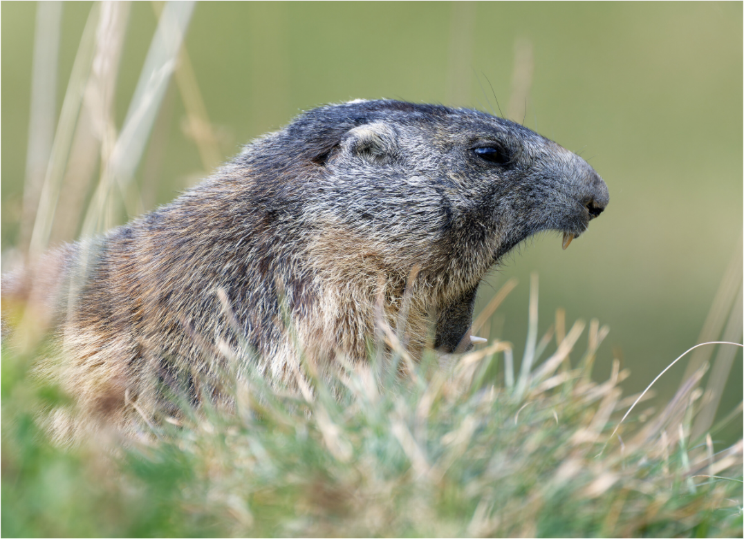 Marmotte / Groundhog