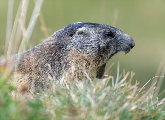 Marmotte / Groundhog