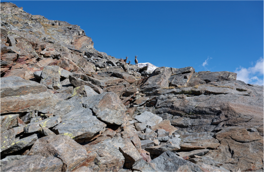 Bouquetin / Ibex