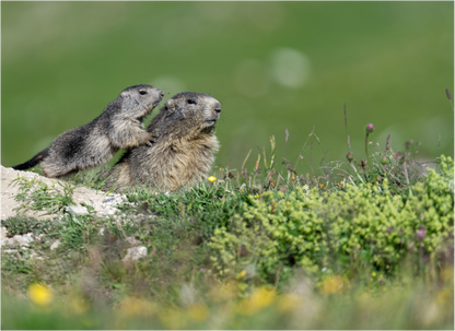 Marmotte / Groundhog