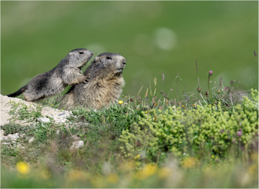 Marmotte / Groundhog