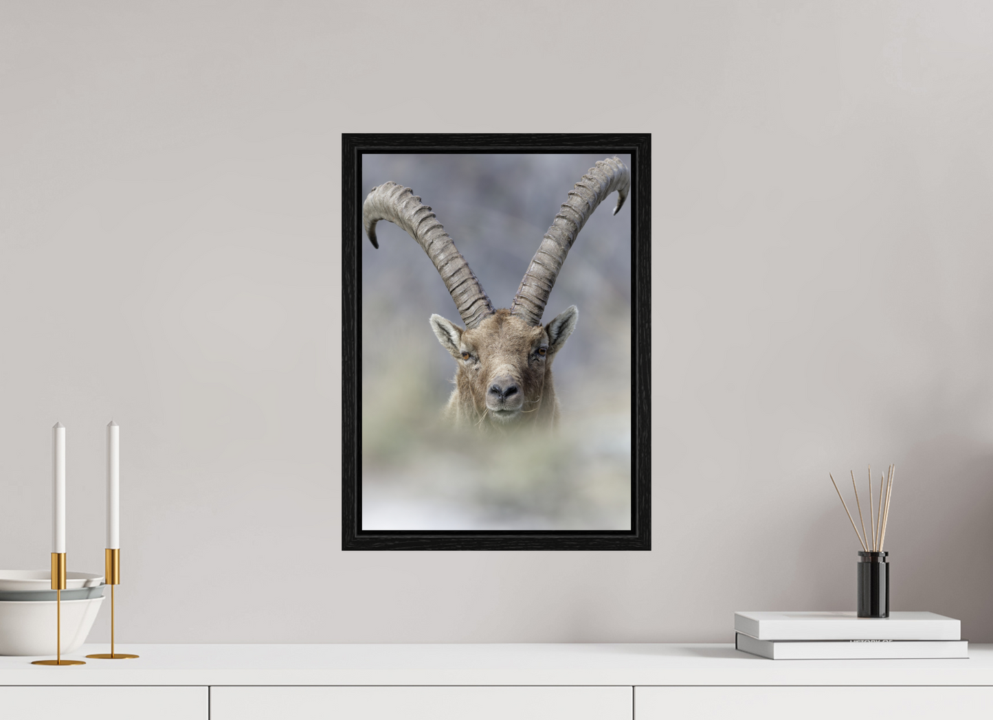 Bouquetin / Ibex